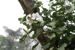 Bauhinia variegata var. candida